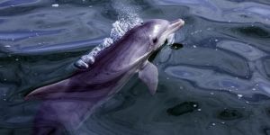 Kıbrıs’ın güneyindeki kara sularında balina ve yunus görüntülendi