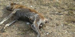 Mağusa’da köpekleri zehirlediler!
