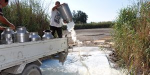 “Hayvancının alın teri”