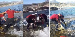 Mahsur kaplumbağa, ‘duyarlılıkla’ kurtarıldı