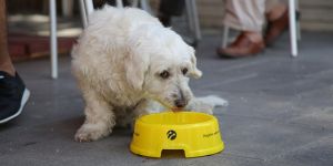 Sıcaklarda hayvanlar için su kabı