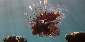 Kıyılara gelen “zararlı balık”lar harekete geçirdi