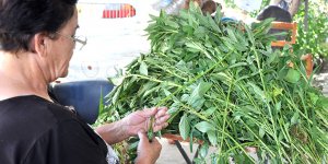 Şimdi ‘Molehiya’ zamanı