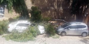 Asırlık ağaç aracın üzerine devrildi