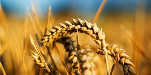 Üreticilere yönelik seminer düzenlenecek