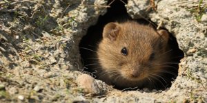 Fare ile mücadele kampanyası başlatıldı