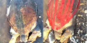 Deniz kaplumbağası işkence yapılarak öldürüldü