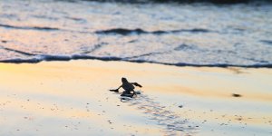 Yavru kaplumbağalar denizle buluşacak