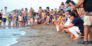 Yavru kaplumbağalar denizle buluştu