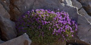 Kıbrıs kekiği mide hastalıklarına karşı etkili!