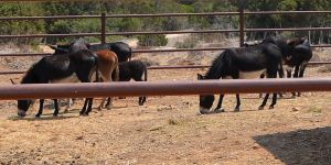 Karpaz’daki eşekler özel bölgeye toplanıyor