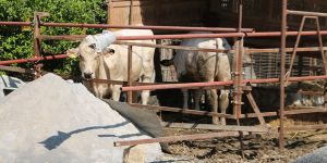 Hamitköy’de  ‘dana’ sorunu!