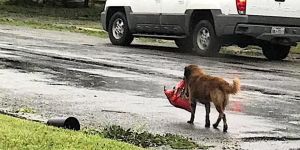 Harvey Kasırgası felaketinin kahramanı Otis oldu
