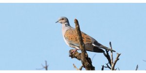 Av hayvanlarına SINIRILAMA