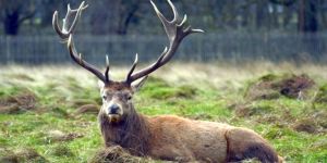 Camı kırıp cenaze evine girdi!