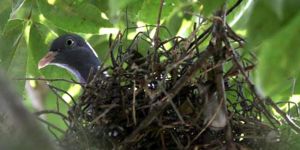 Üreme döneminde vuruldular 