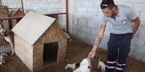 İskele Belediyesi'nden hayvan severlere çağrı