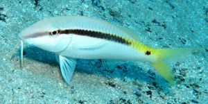 Akdeniz’de yeni barbun türü