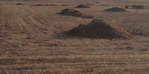 Lefkoşa KOKTU(!) Sebep GÜBRE mi?