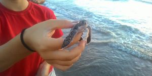 Yavru kaplumbağalar denizle buluştu