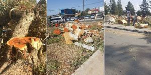 "Güzelyurt'ta yeşil alanlar süratle yok ediliyor!"