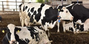 'Ölmek üzere olan inek' için kapatma cezası