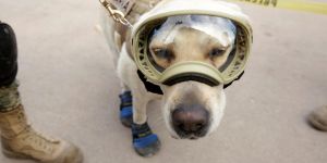 Meksika'daki kurtarma çalışmalarının yıldızı Frida