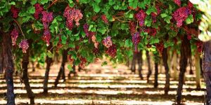 Güneyde ithal üzüme yasak