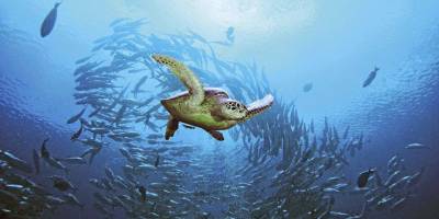 Şehir Işıkları Altında Deniz Kaplumbağası Olmak