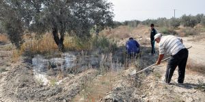 ZEYTİNDE YÜZLER GÜLÜYOR