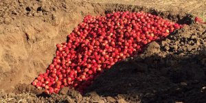 3500 KG NAR İMHA EDİLDİ