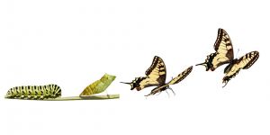 NİYE… NİÇİN…