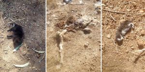 Doğancı’da hayvan katliamı şüphesi!