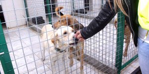 Sevimli dostlarımız güvencede