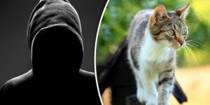 Polis, seri kedi katilinin peşinde