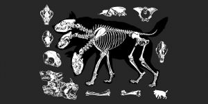 CERBERUS "CEHENNEMİN BEKÇİSİ"