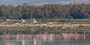 “Kuşları rahatsız etmeyin”