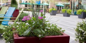 Bitkileri bilgi toplamak için kullanacaklar