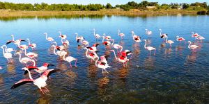 Flamingolar Gülseren Göleti'nde