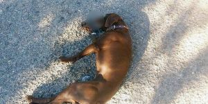 Köpeği zehirlendi, hayvan sahiplerini uyardı