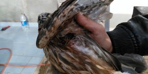 Av sezonunun  bilançosu ağır