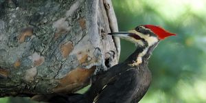 YA HAYVAN OLSAYDIK…