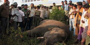 Tren fil sürüsüne çarptı!