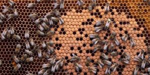 Arı ölümleri korkuttu