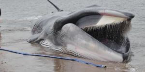 Dev balina sahile vurdu