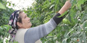 TÜCCAR-ÜRETİCİ GERİLİMİ