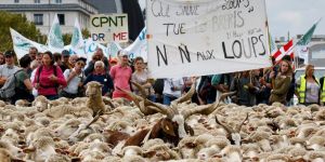 Binlerce koyun kurtları protesto etti