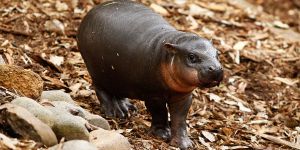 “Kıbrıs’ın Cüce Hipopotamları”