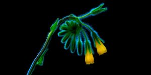 Jüri açıklandı, son katılım 12 Şubat