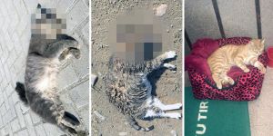 Bazı kediler zehirlendi, bazıları ise kayıp…